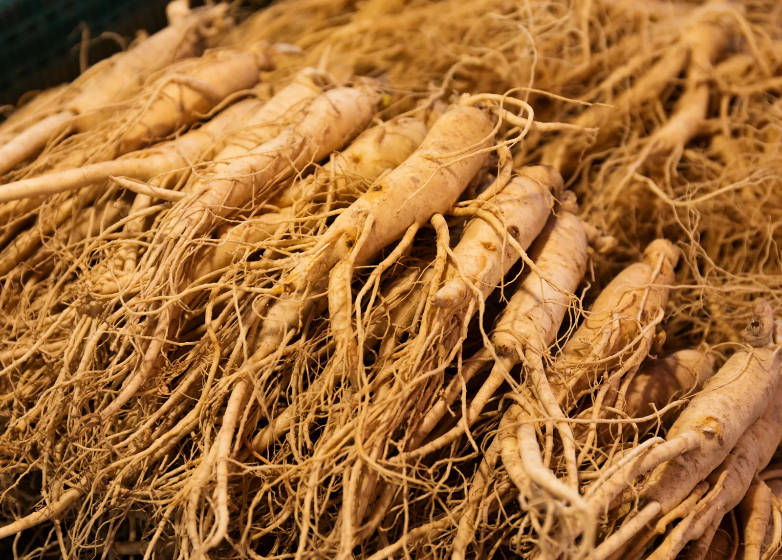 Panax Korean Ginseng